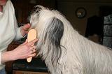 SKYE TERRIER - BROSSAGE 085